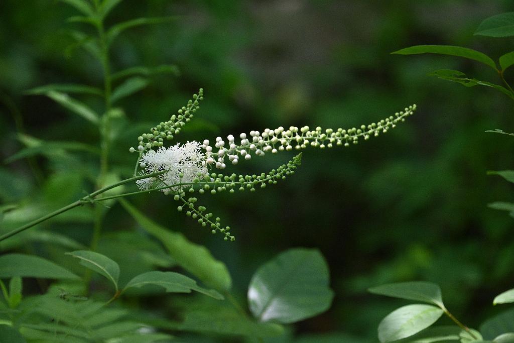 2025-07049378 Acton Arboretum, MA.JPG - Black Cohosh. Acton Arboretum, MA, 7-4-2025